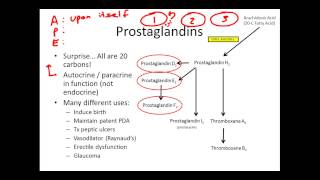 Understanding Eicosanoids The Basics [upl. by Wong]