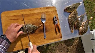 How to clean Pufferfish FAST  Catch Clean Cook [upl. by Novehc]