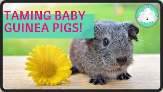 Taming Baby Guinea Pigs Step By Step  Squeak Dreams [upl. by Miguelita]