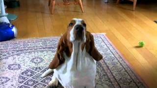 HAL basset hound  his Monday routine [upl. by Letnuahs]