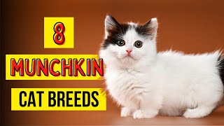 8 Munchkin Cat Breeds [upl. by Aytnahs730]