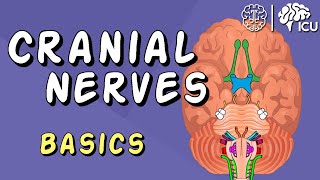 Cranial Nerve BASICS  The 12 cranial nerves and how to REMEMBER them [upl. by Dyol51]