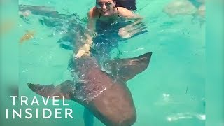 Swim With Friendly Nurse Sharks  Compass Cay Bahamas [upl. by Rimas]