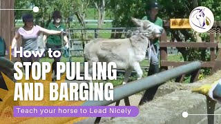 How to Teach Your Horse to Lead Nicely  Stop Pulling and Barging [upl. by Davida657]