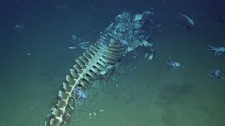 Octopuses Eat Whale Carcass On Seabed [upl. by Wilmer]