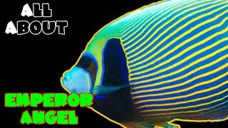 All About The Emperor Angelfish [upl. by Eiramik104]