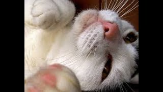 video  Chin Acne in Cats [upl. by Kraft]