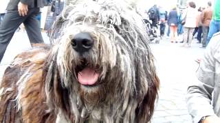 Bergamasker Hirtenhund  Cane da pastore Bergamasco [upl. by Ahsiugal]