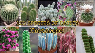 120 SPECIES OF CACTUS Cactaceae [upl. by Fanechka413]