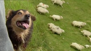 Welsh Shepherd Dogs at Their Finest  BBC Earth [upl. by Jamilla]