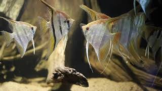 Angelfish  TOP Tips amp Species Overview [upl. by Norling]