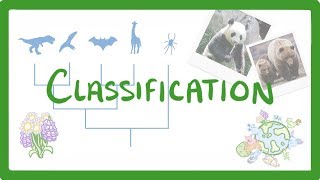 GCSE Biology  Classification 80 [upl. by Lipcombe91]