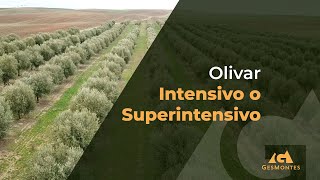 Olivar Intensivo o Superintensivo [upl. by Zetnwahs191]