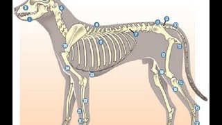 Anatomía Animal  Osteologia Introduccion 01 [upl. by Deland892]