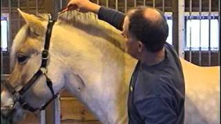 How To Cut a Norwegian Fjord Horse Mane  Part 1 of 2 [upl. by Nadirehs464]