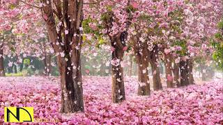 기분 좋아지는 밝은 음악 모음 💖 스트레스 해소음악 산뜻한 피아노 연주곡 기분전환 경쾌한 감성 피아노곡 잠깨는 공부음악독서휴식릴렉스 ♬ 기분좋은 힐링음악 10시간 [upl. by Alphonsa]