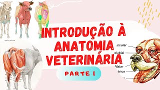 Introdução à Anatomia Veterinária part 1 [upl. by Joliet]