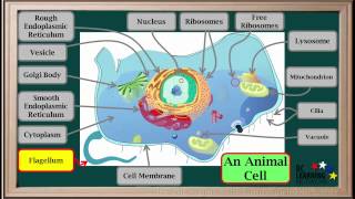 WCLN  Cell Organelles  Biology [upl. by Bobina789]