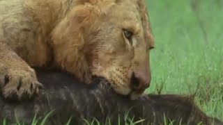 Lion Pride vs Buffalo  BBC Earth [upl. by Haziza527]