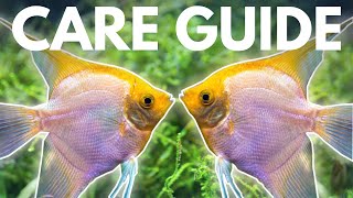 How to Care for Angelfish Beginner Guide [upl. by Harman]