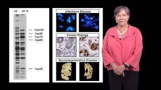 Susan Lindquist Whitehead MIT  HHMI 1a Protein Folding in Infectious Disease and Cancer [upl. by Otir]