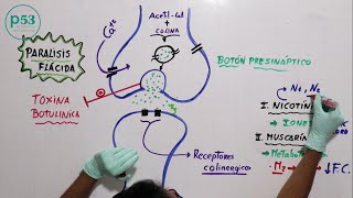 FISIOLOGÍA  Acetilcolina [upl. by Llevram]