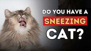 Sneezing Cat 5 Effective Home Remedies [upl. by Larena656]