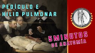 PEDICULO E HILIO PULMONAR  5 Minutos de Anatomía [upl. by Anahir]