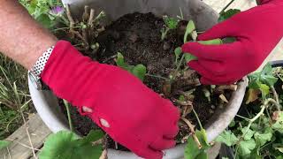 Bringing Your Plants Inside for the Winter Part II  Geraniums [upl. by Adiehsar340]