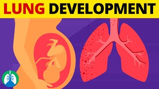 5 Stages of Fetal Lung Development  Quick Explanation [upl. by Ertnod]