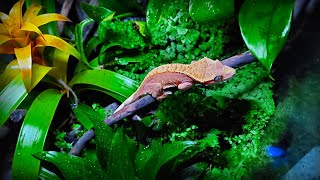 quotGecko Forestquot  Bioactive Terrarium for Crested Gecko  STEP BY STEP [upl. by Darrelle18]