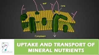 UPTAKE AND TRANSPORT OF MINERAL NUTRIENTS [upl. by Fitzhugh]