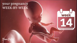 14 Weeks Pregnant  Natural Pregnancy WeekByWeek [upl. by Ataeb105]