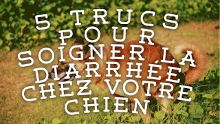 5 trucs pour soigner la diarrhée chez votre chien [upl. by Tita]