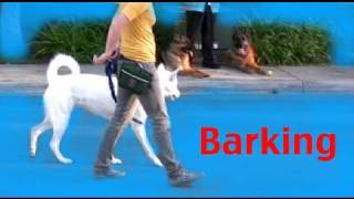 Stop barking on a walk  Barking Episode 3 [upl. by Allyn]