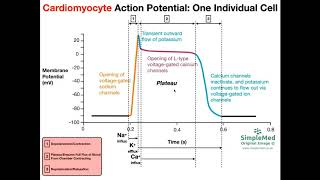 Cardiac Muscle Action Potential Diagram EXPLAINED [upl. by Parlin]