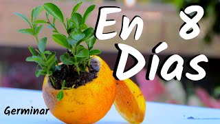 COMO OBTENER UNA PLANTA DE NARANJAS  GERMINAR NARANJAS  CITRICOS [upl. by Sapers]