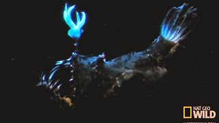 Anglerfish Anglerfish Attacks Fish [upl. by Azar59]