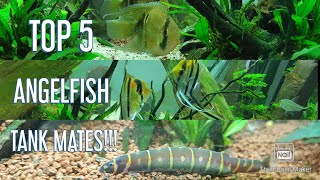 Top 5 Angelfish tank mates [upl. by Pol]