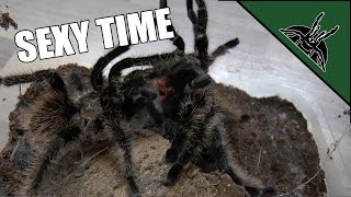 First tarantula mating [upl. by Ahiel]