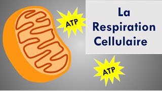 La Respiration Cellulaire [upl. by Saleme721]