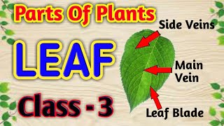 Parts of Plants  LEAF  Class3Science [upl. by Kevina728]