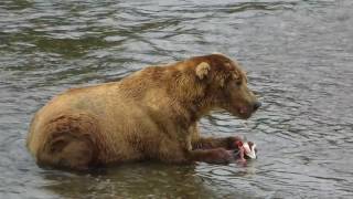 Bear 480 Otis slowly eats his fish [upl. by Loredo506]