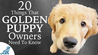 Golden Retriever Puppy First Week Home  Professional Dog Training Tips [upl. by Atirehc548]