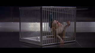 Monkeys death from gas HD [upl. by Deragon]