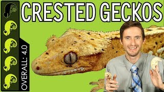 Crested Gecko The Best Pet Reptile [upl. by Komarek117]