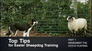 Top Tips for Sheepdog Training Part 1 Remember the Dogs Hunting [upl. by Erehpotsirhc]