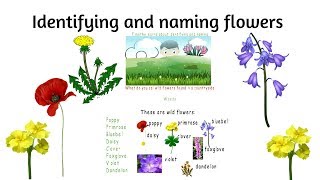 Identifying and naming Flowers KS1 Science is fun [upl. by Audrie]