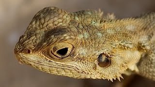 Lizards  Reptile Documentary [upl. by Ettegroeg]