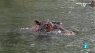 Comensalismo Hipopótamos y peces Naturales para niño de primaria [upl. by Ainet320]